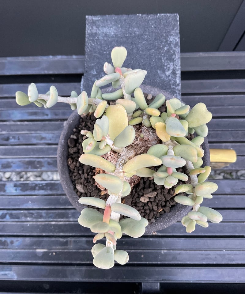 ケラリア・ピグマエア 03 | Sun・Shepherd