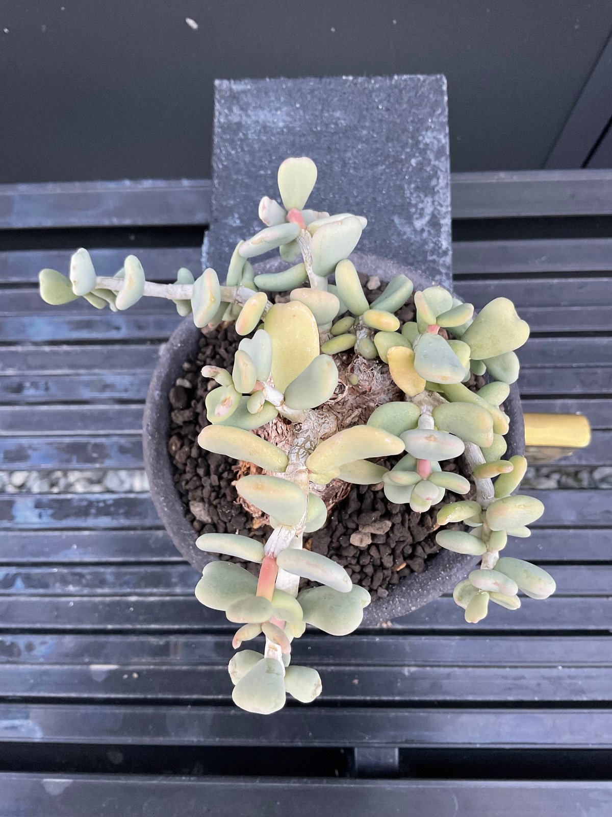 ケラリア・ピグマエア 03 | Sun・Shepherd