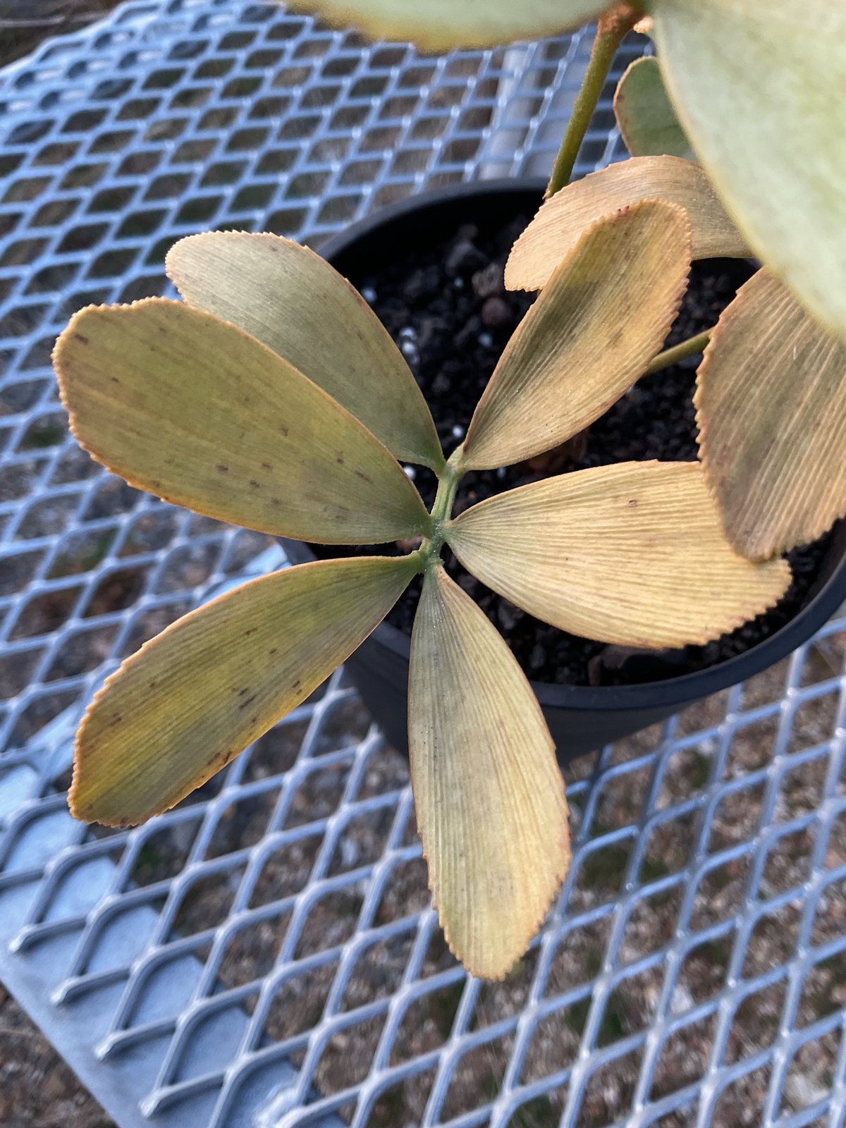 Zamia Furfuracea Variegata Ⅰザミア・フルフラケア 斑入り | Su