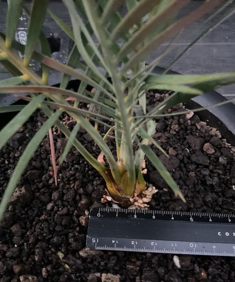 マクロザミア・マクドンネリー（Macrozamia macdonnellii）