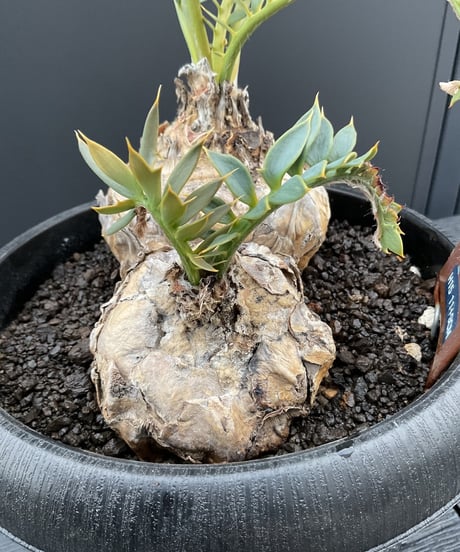 エンセファラルトス・ホリダス　15  Encephalartos horridus