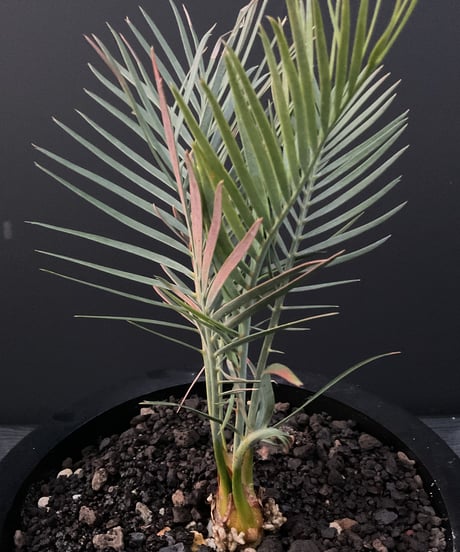 マクロザミア・マクドンネリー（Macrozamia macdonnellii）