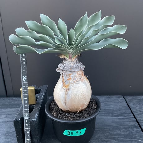 ブーファンハエマンソイデス | STORES