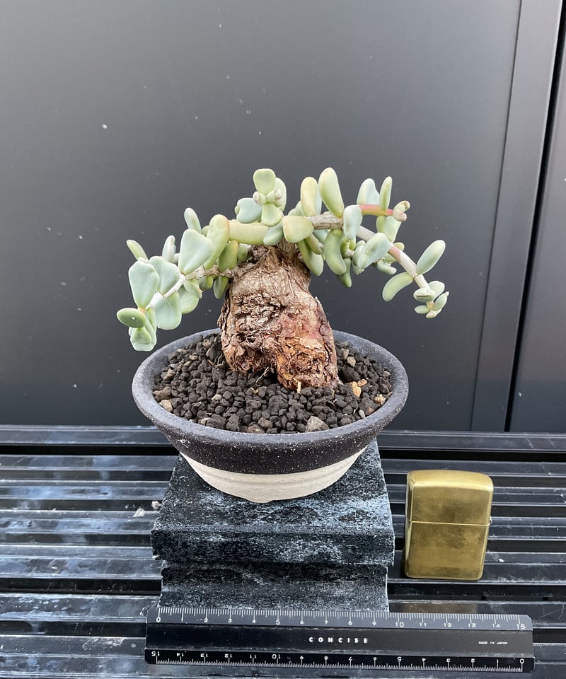 ケラリア・ピグマエア 03 | Sun・Shepherd