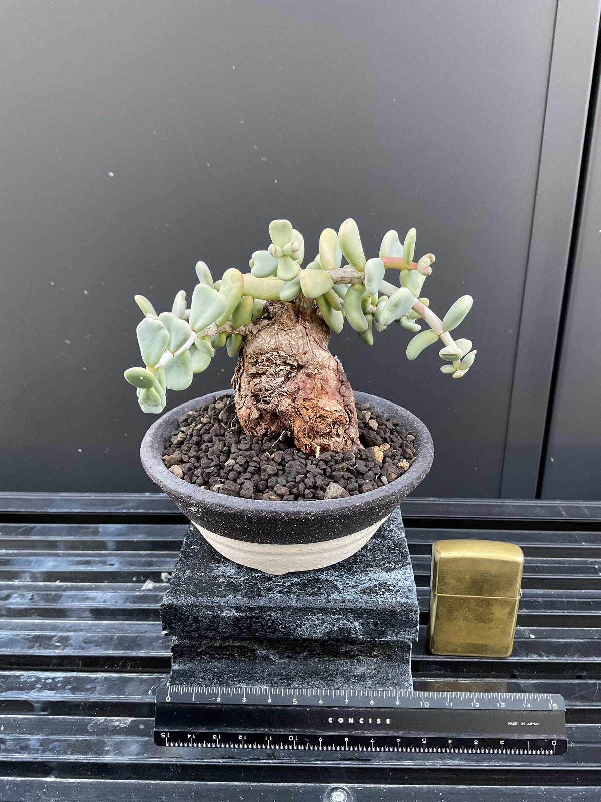 ケラリア・ピグマエア 03 | Sun・Shepherd