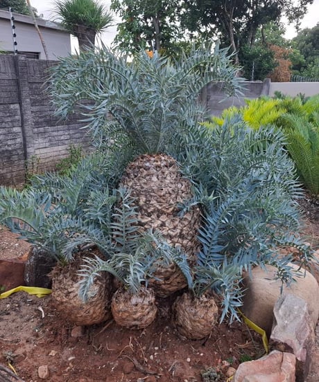 エンセファラルトス・ホリダス　18 Encephalartos horridus  実生