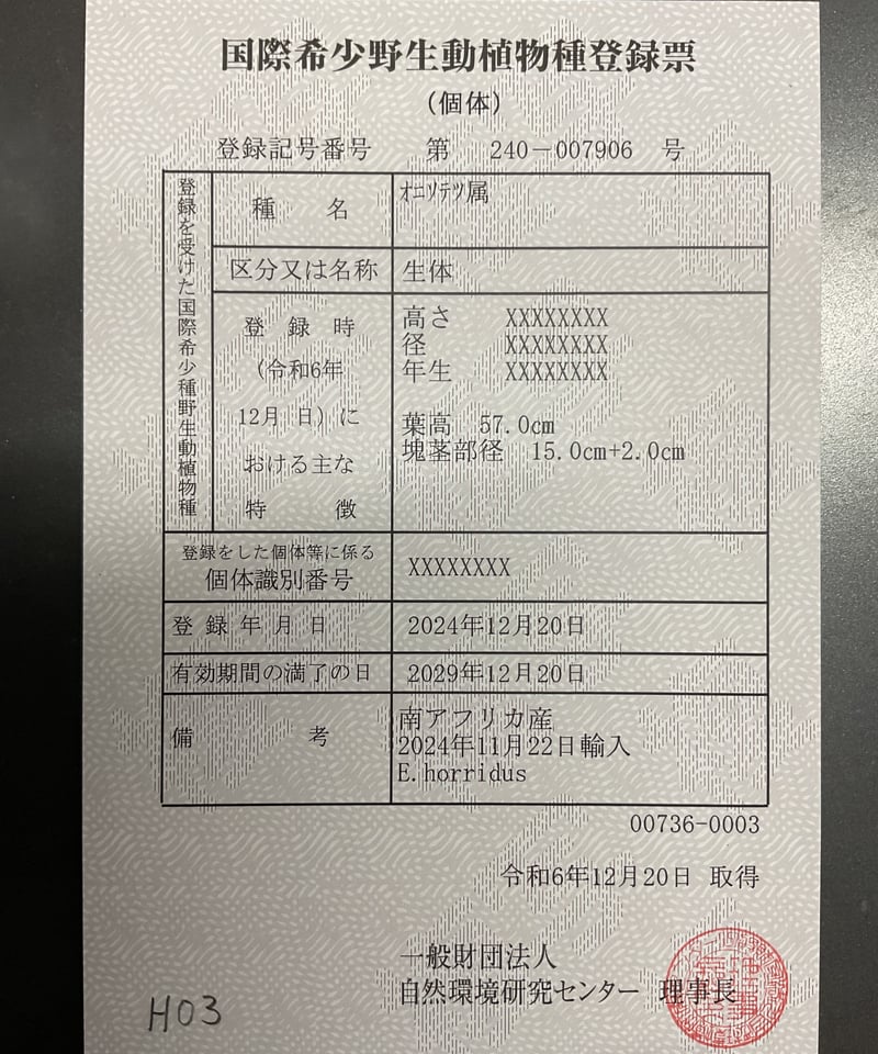 エンセファラルトス ホリダス 葉性良個体 国内長期管理 登録票付 エンセファラルトス ホリダス 葉性良個体 国内長期管理 登録票付