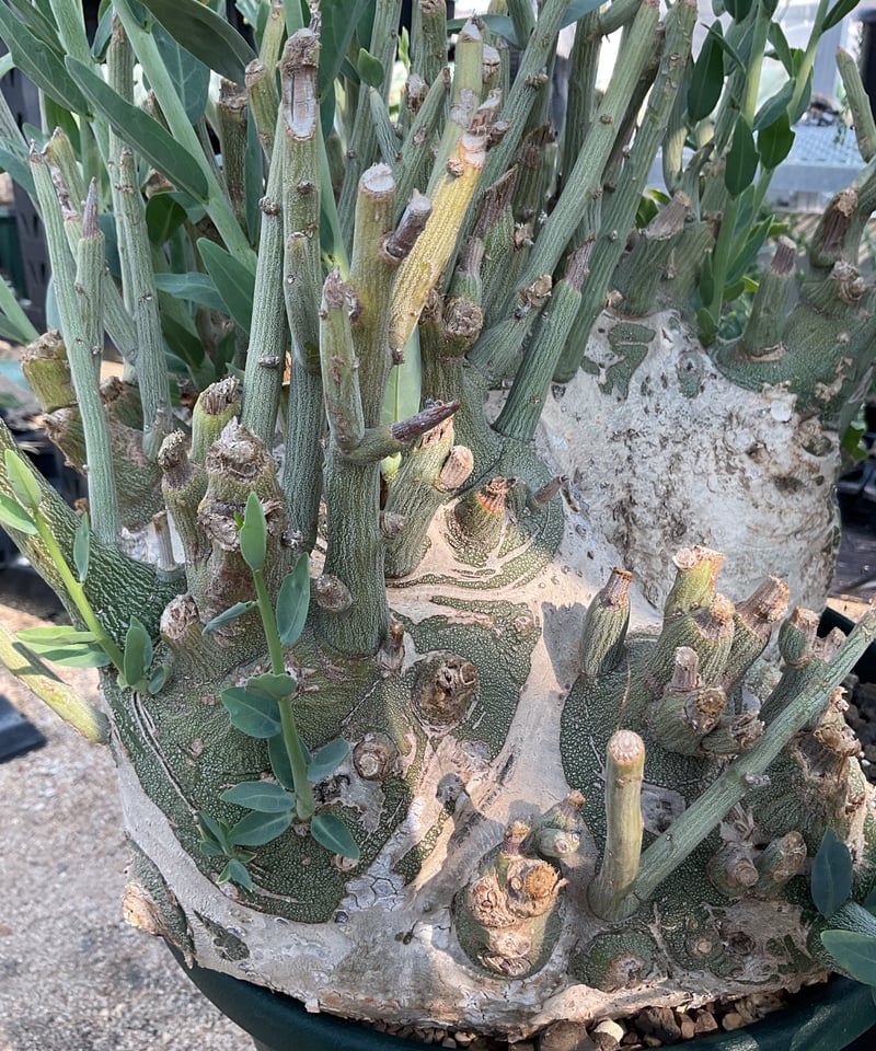 アデニア・ぺチェリー | Sun・Shepherd