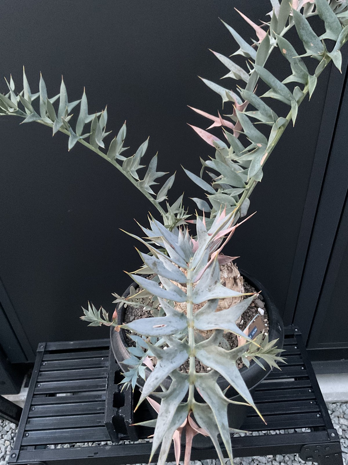 D66Encephalartos horridusエンセファラルトスホリダス1粒 D66Encephalartos horridusエンセファラルトスホリダス1粒