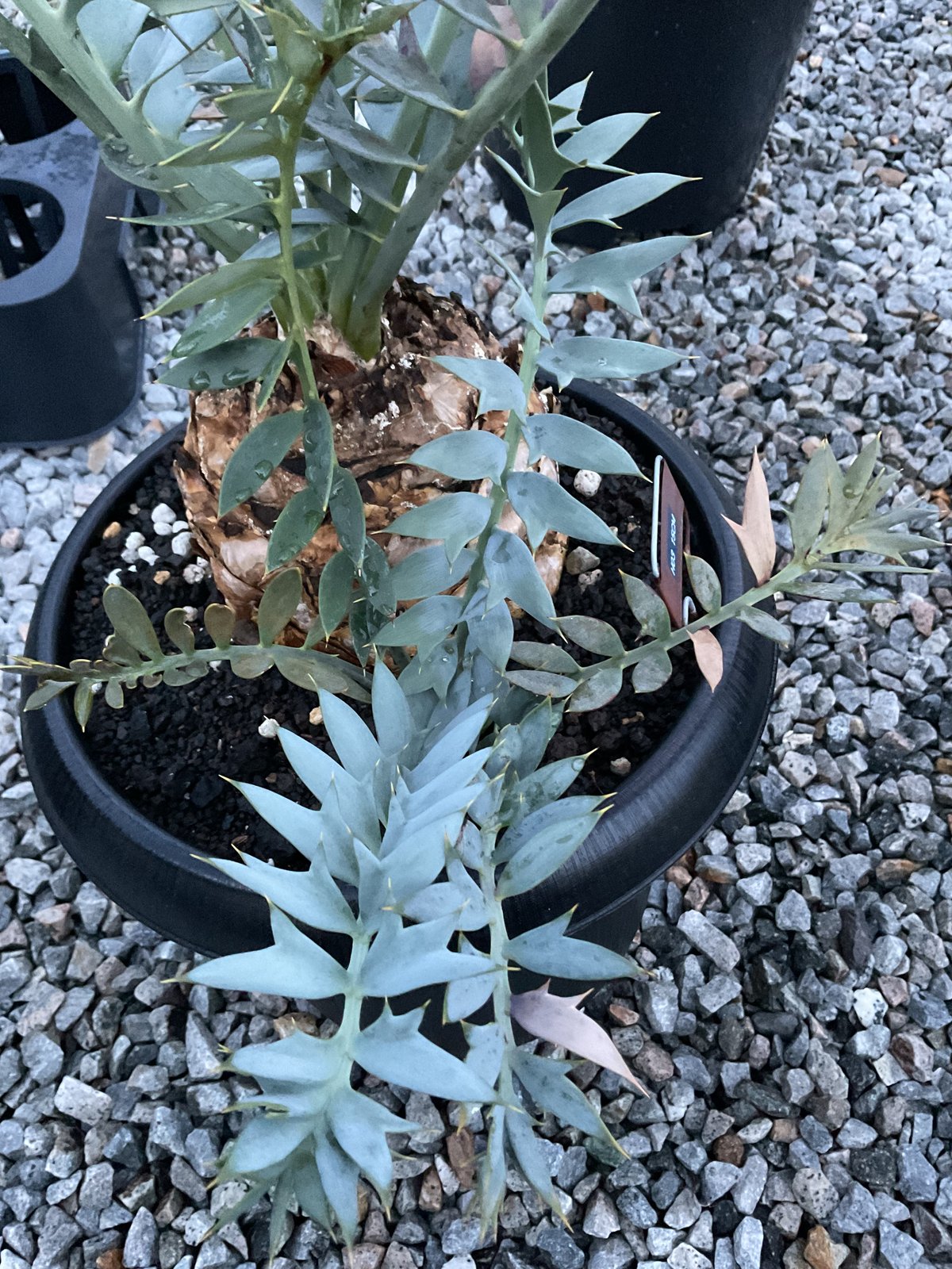 エンセファラルトス・ホリダス 03 Encephalartos horridus | Sun