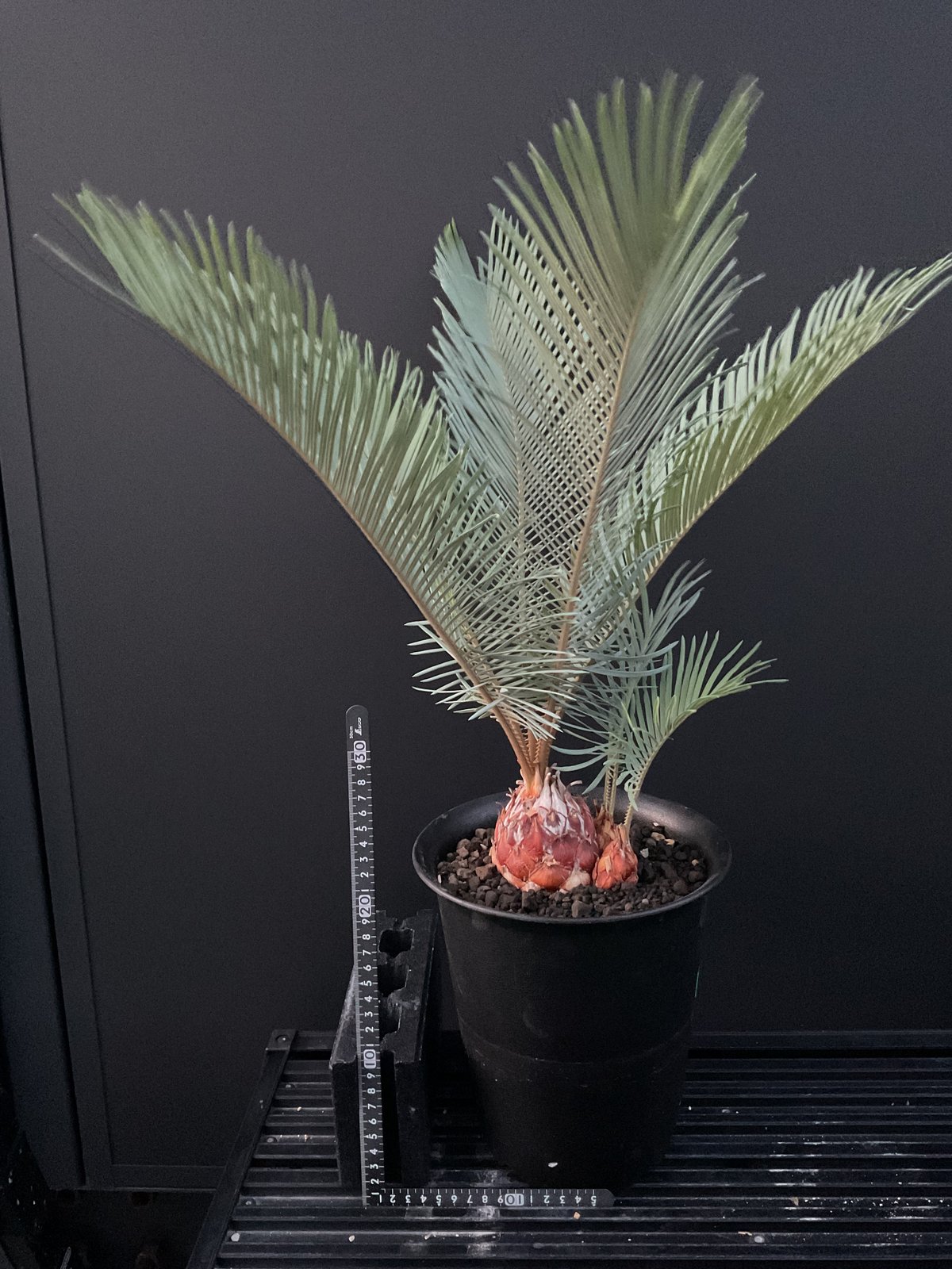 Cycas・Cupida サイカス・クピダ CU－42 | Sun・Shepherd