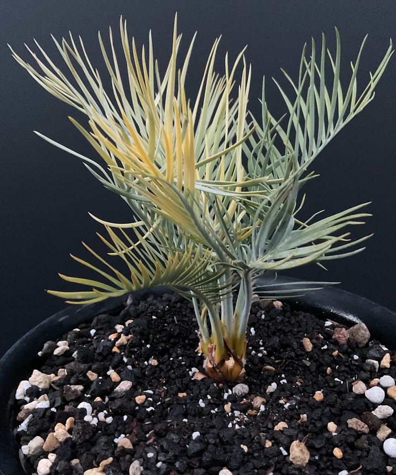 マクロザミア・マクドンネリー（Macrozamia macdonnellii）斑入り vari
