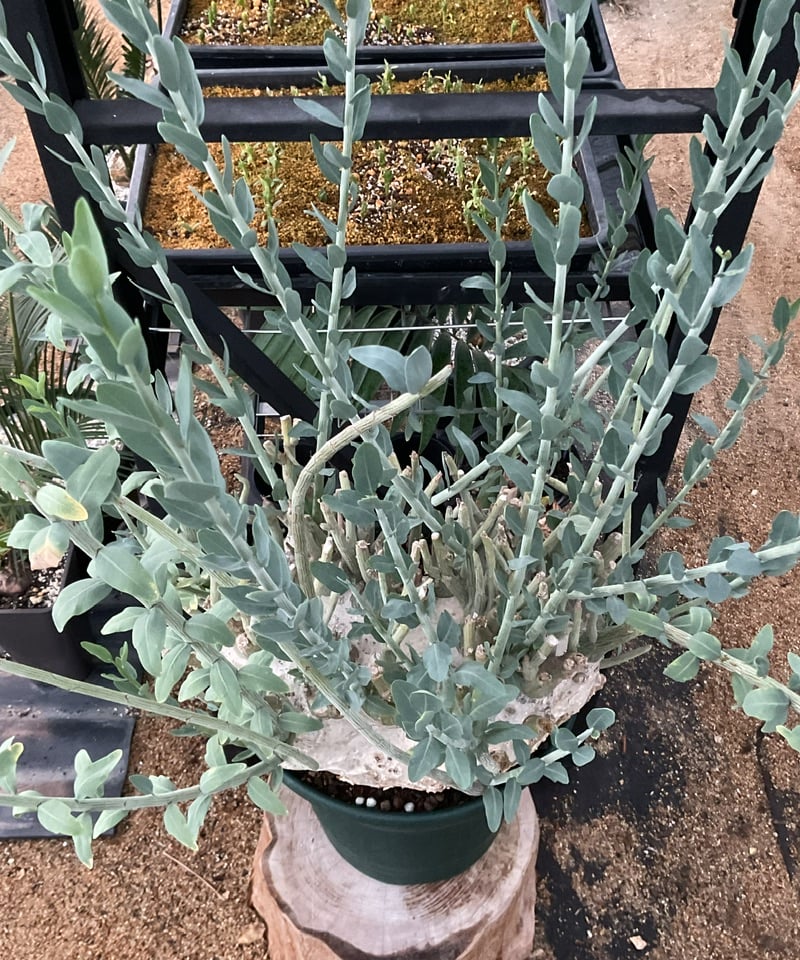 アデニア・ぺチェリー | Sun・Shepherd