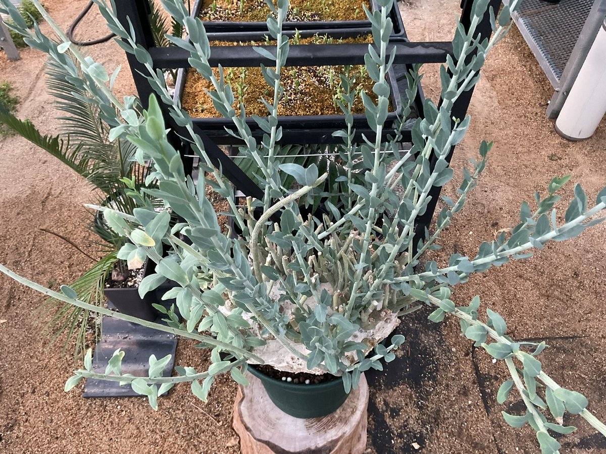 アデニア・ぺチェリー | Sun・Shepherd