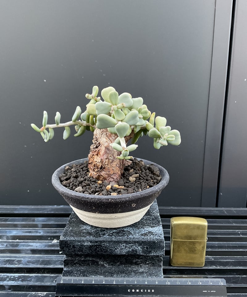 ケラリア・ピグマエア 03 | Sun・Shepherd