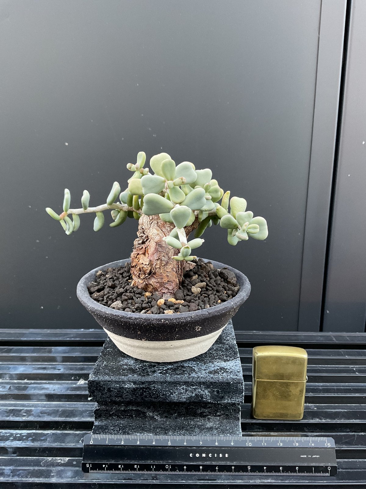 ケラリアピグマエア 良型 グラキリス カタフ ブーファン パキプス ケラ