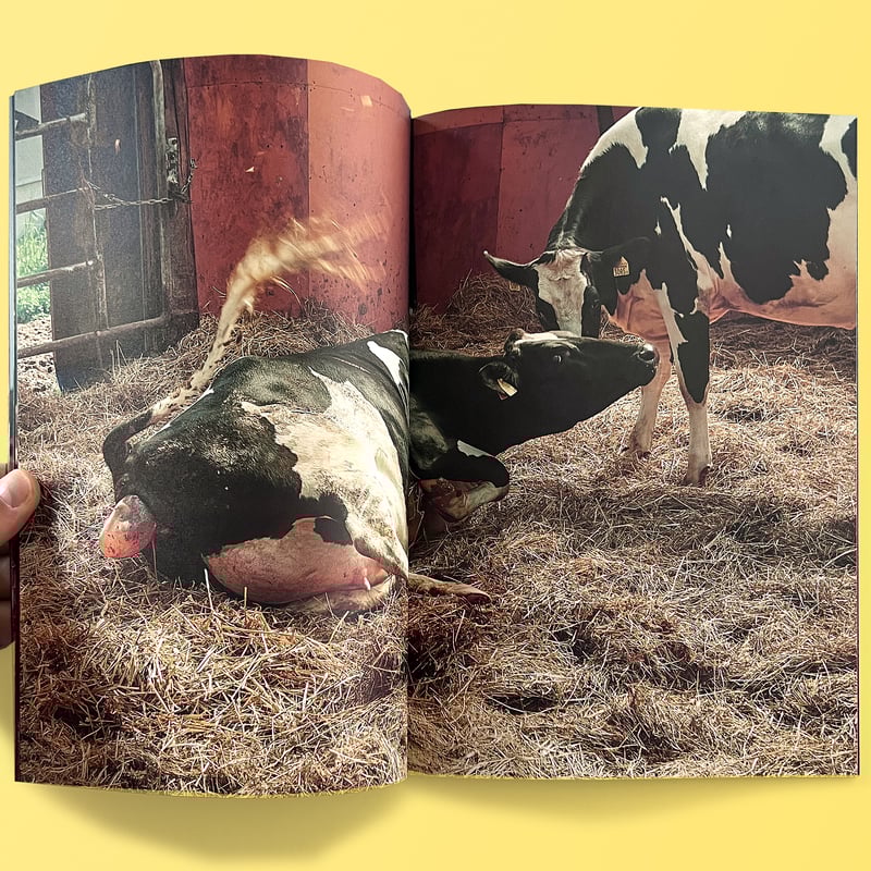 The Dairy Farm 〜a day〜 | テキサスブックセラーズ