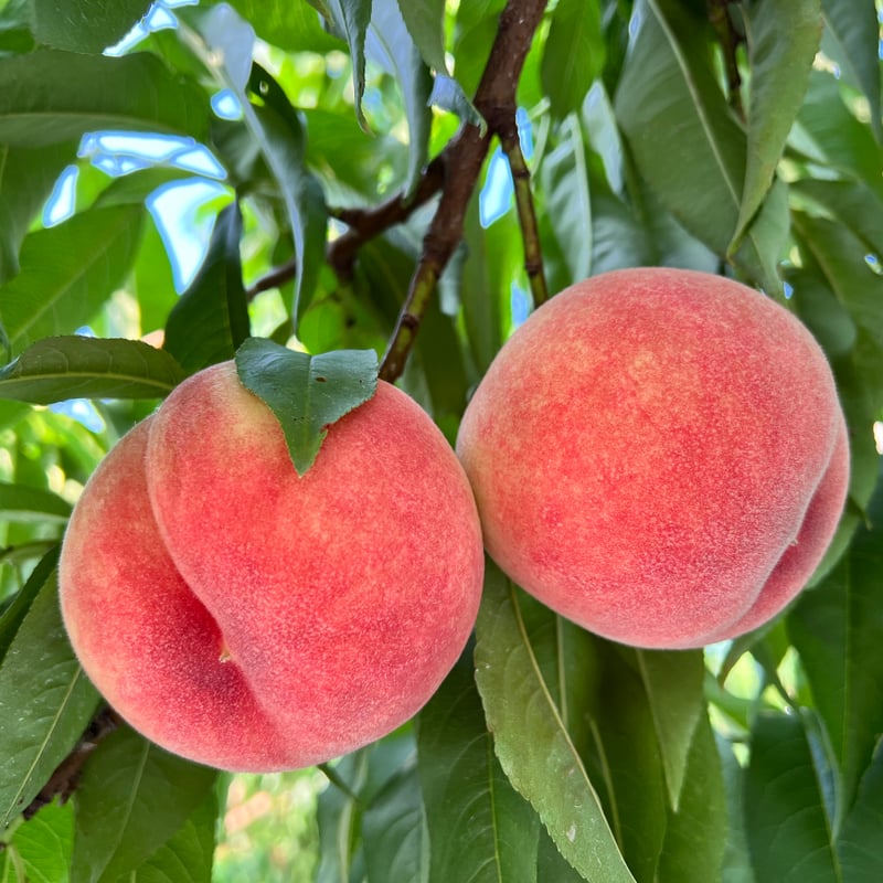 ばあばさん専用　桃　あかつき　ワケあり　2箱 25年7月下旬より発送】福島定番 福島県伊達市産もも「あかつき