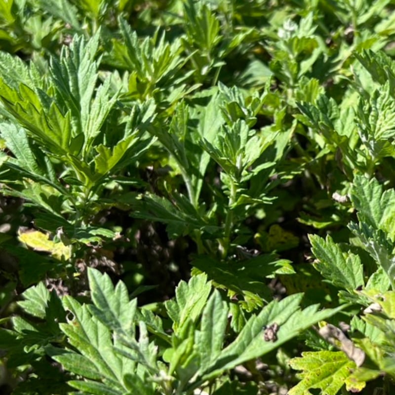 よもぎ茶_ 手積み _ 沖縄県産＊3包入 10パックセット（残留農薬