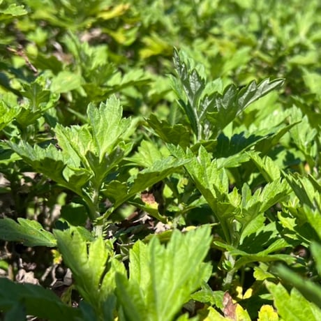 【一番人気】よもぎ茶 _ 沖縄県産 30包入｜無農薬（残留農薬検査済）