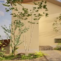 山採り　ヤマモミジ　株立ち　【品番3453】 山採り ヤマモミジ 株立ち 【品番3453】 山モミジ 株立ち 約2.2m 超