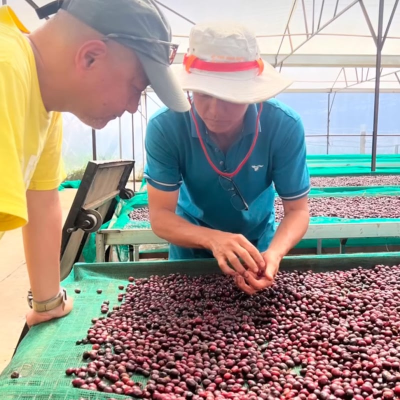 ベトナムコーヒー 250袋 ちょろ 楽天市場】【10％ポイントバック＆お買い物3%OFFクーポン配布中