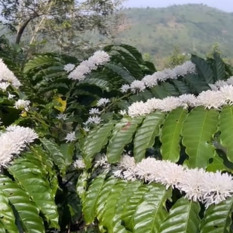【送料無料】【焙煎豆】300g～1kg　ベトナム　Future coffee farm　Toiさんのロブスタ　Full-Washed