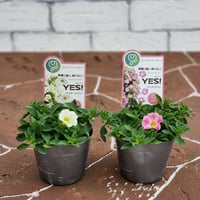 【数量・期間限定】team solo発足記念　酷暑にチャレンジ！夏の花苗４点セット