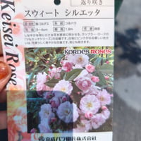うえだガーデンローズ＋がオススメするバラセレクション🌹京成バラ園『スウィートシルエッタ』