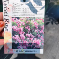うえだガーデンローズ＋がオススメするバラセレクション🌹京成バラ園『ラベンダーシルエッタ』