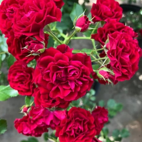 うえだガーデンローズ＋がオススメするバラセレクション🌹京成バラ園『クリムゾン シルエッタ』
