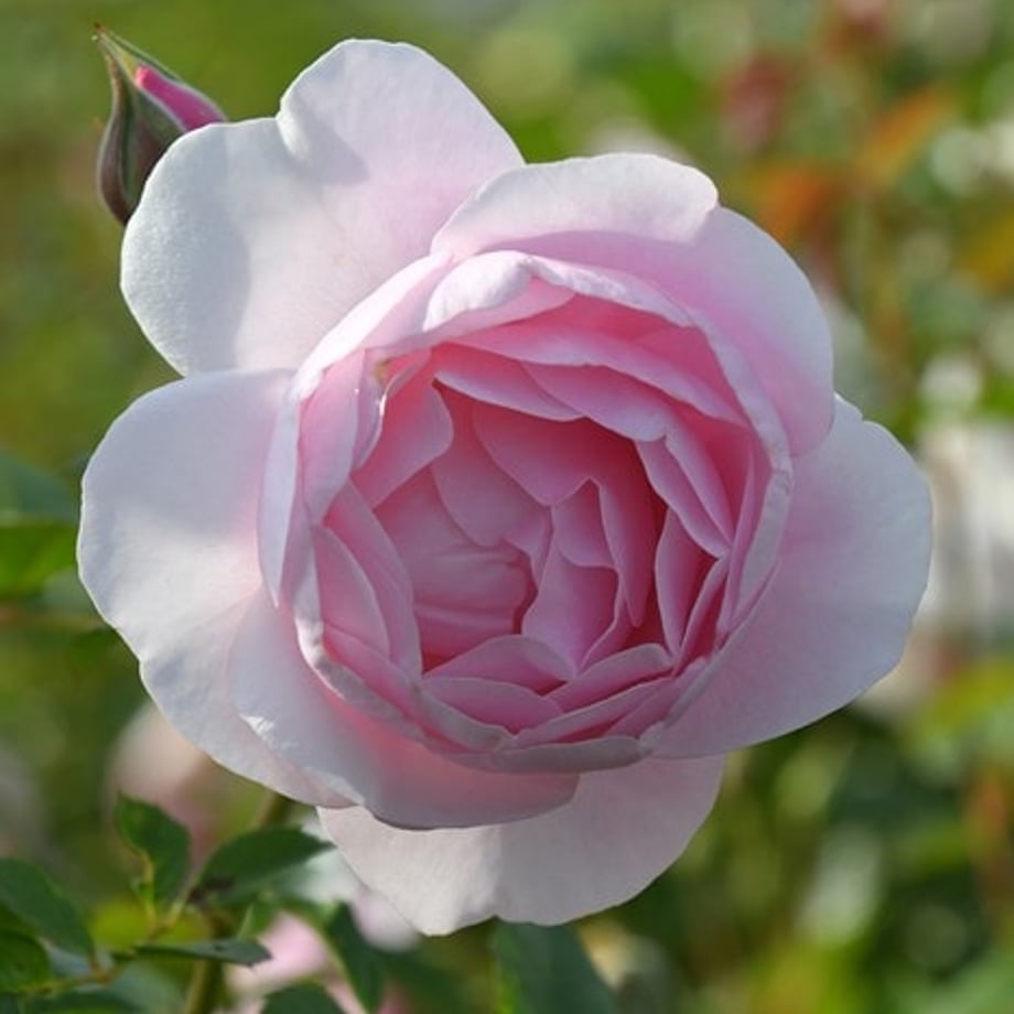 66f2e6cd96bb950f11d7f1b8
