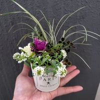 葉ぼっちゃ！12個セット