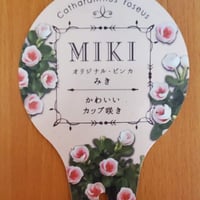 夏花オリジナルビンカMIKI 3株セット