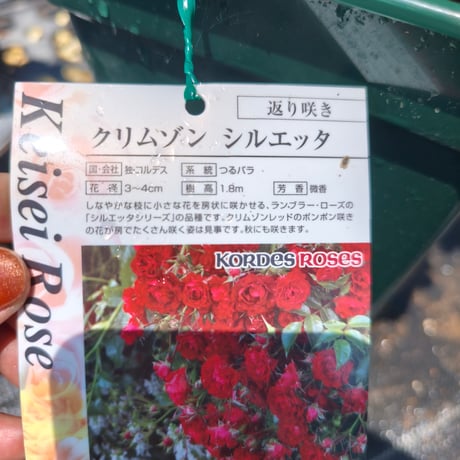 うえだガーデンローズ＋がオススメするバラセレクション🌹京成バラ園『クリムゾン シルエッタ』