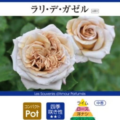 うえだガーデンローズ＋がオススメするバラセレクション🌿　デルバール社『ラリ・デ・ガゼル』