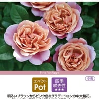 うえだガーデンローズ＋がオススメするバラセレクション🌿　ドリュ社　ピンクビンテージ