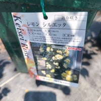 うえだガーデンローズ＋がオススメするバラセレクション🌹京成バラ園『レモンシルエッタ』