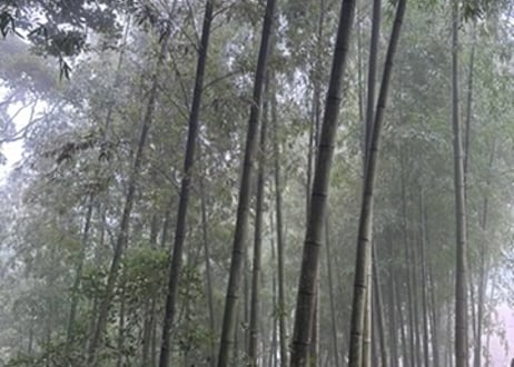 Bamboo Gin