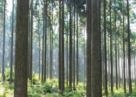 Cedar Gin