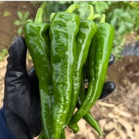 【新鮮】万願寺とうがらし 2kg