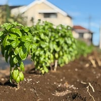 【新鮮】飲食店様向けセット！