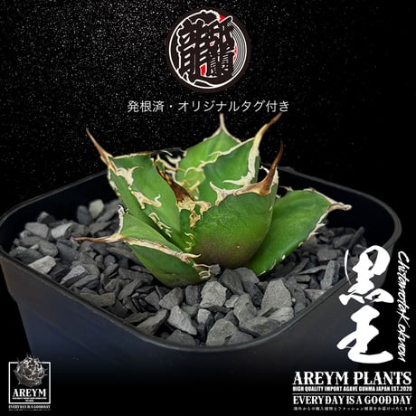 発根済 送料無料 潮龍家 安生産 アガベ チタノタ 黒王 agave titanota kokuo【Andy-OC-KOKUO-06-07】