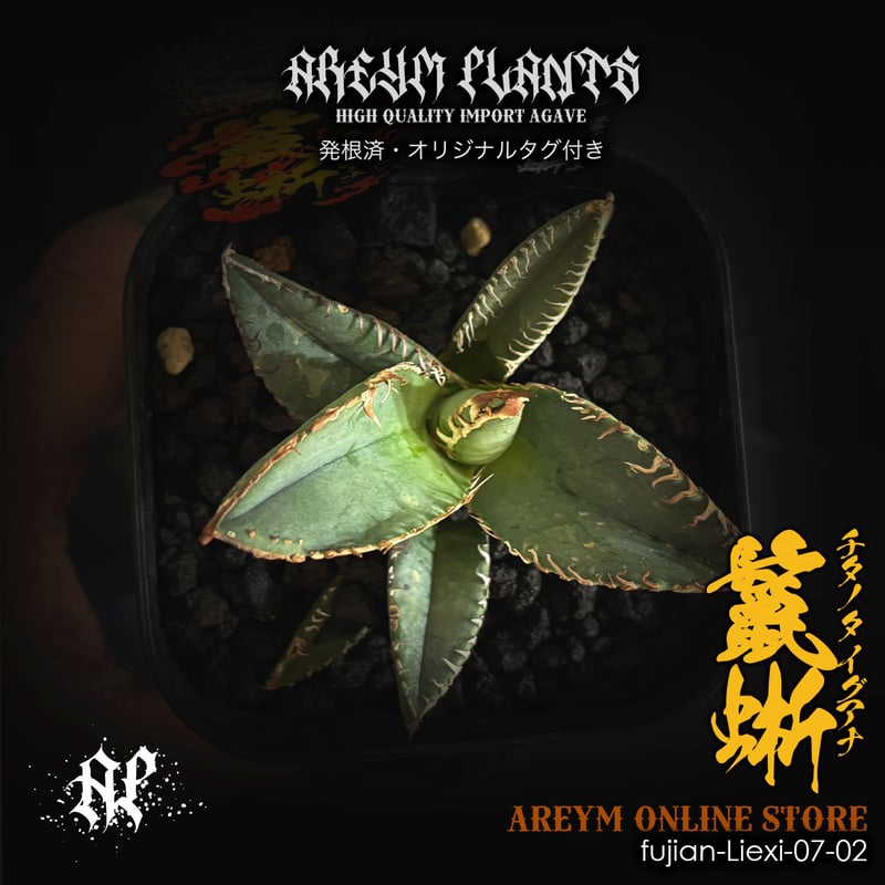 発根済 福建省産 アガベ チタノタ 鬣蜥 イグアナ Agave Titanota