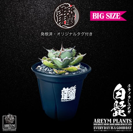 アレイムプランツ