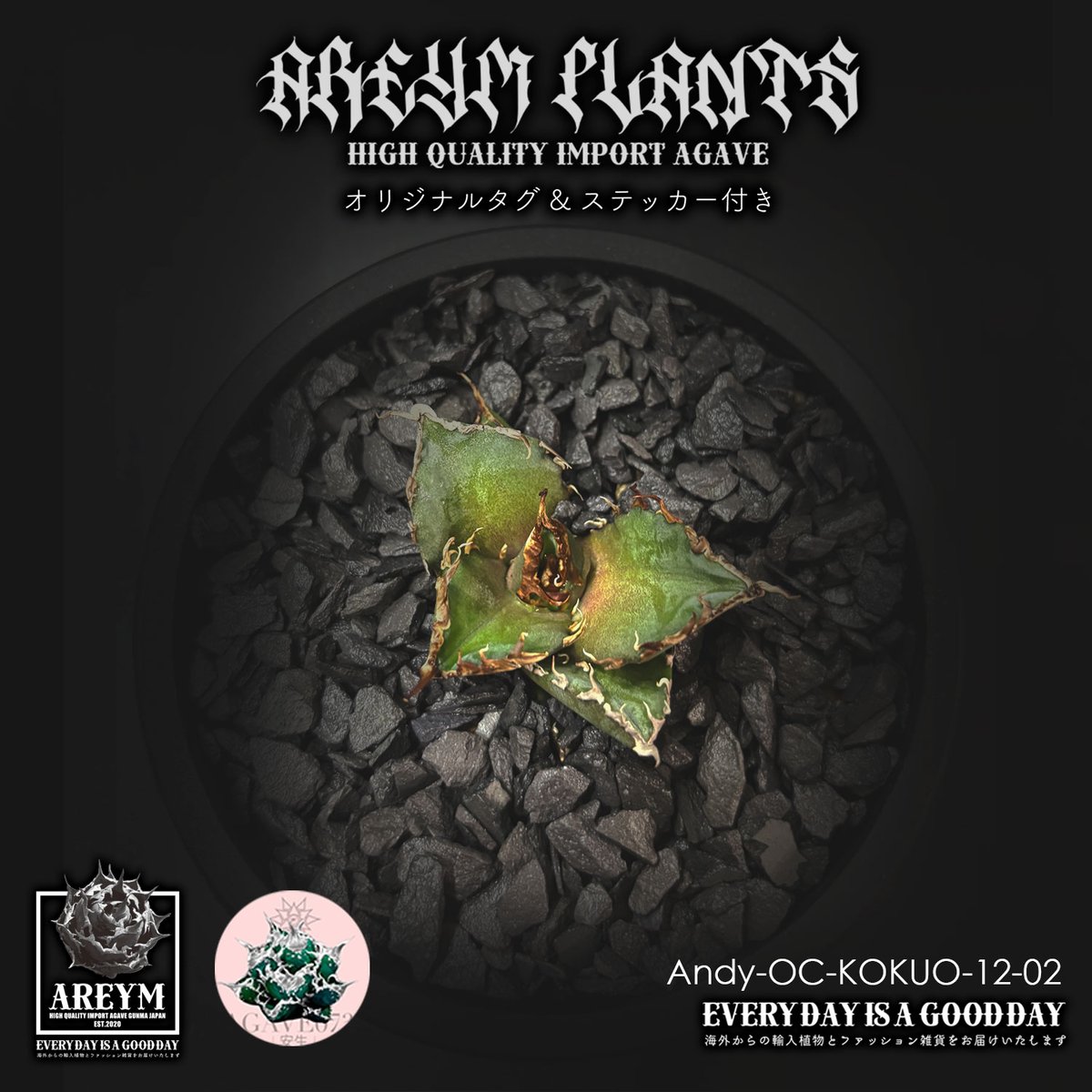 R*o様 アガベ・チタノタ・黒王・厚重濃黑棘・親株出品・本物保証 R*o様 アガベ・チタノタ・黒王・厚重濃黑棘・親株出品・本物保証 R*o様