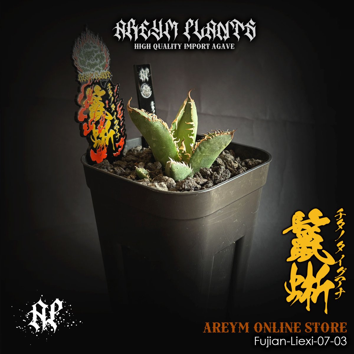 アガベ チタノタ 鬣蜥Iiexi Yahoo!オークション - 多肉植物アガベ チタノタ 鬣蜥Iiexi極上子株