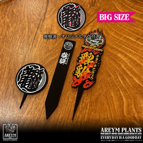 発根済 送料無料 Agave titanota Pixiu アガべ チタノタ 貔貅 ARM-Pixiu-06-01