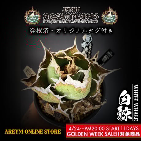 ボールタイプ | STORES ボールタイプ | STORES