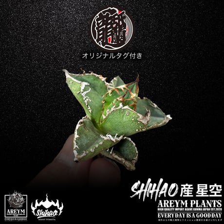 送料無料でお届け致します  台湾 Shi-hao アガベ チタノタ ホシゾラ 元祖 星空 発根管理株 (Shi-hao産/TC株/小株/SHIHAO-HOSHIZORA-04-04)